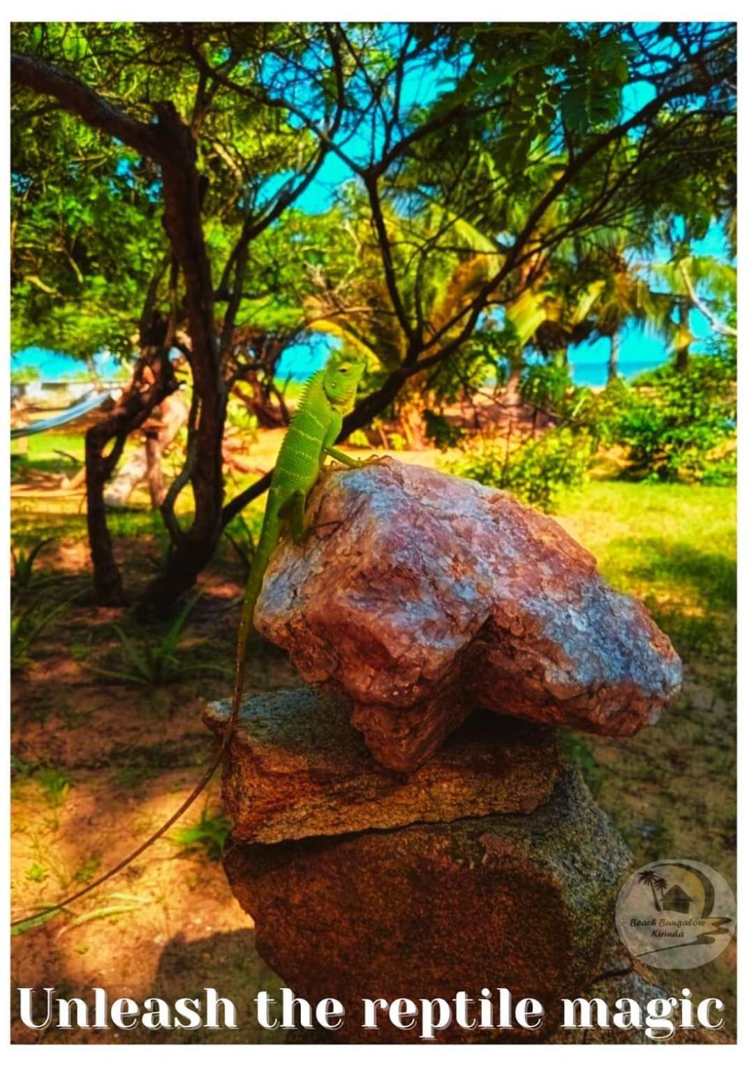 Beach Bungalow Yala Kirinda  Dış mekan fotoğraf